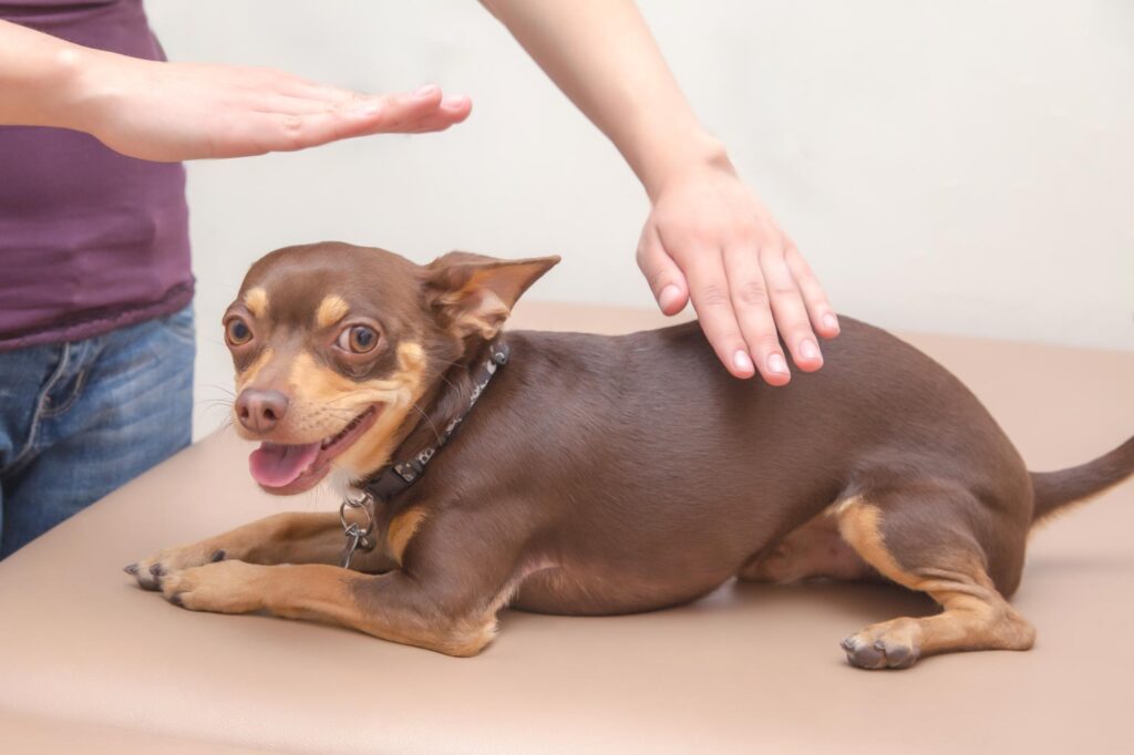 The Healing Power of Animal Reiki: Benefits, Sessions, and Fun Facts