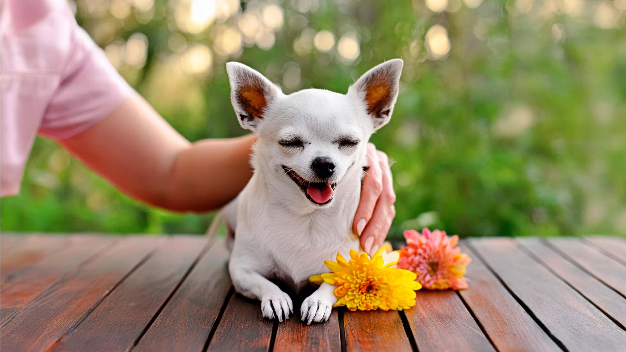 animal reiki for pets - reiki for a chihuahua