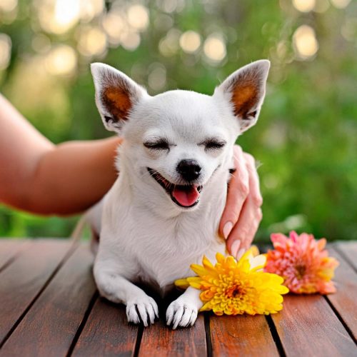 animal reiki for pets - reiki for a chihuahua