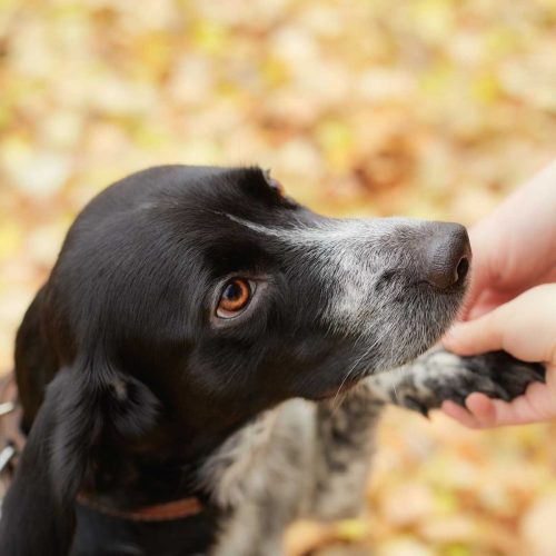 Aspen Reiki - Energy Work for Animals, Reiki for Pets, TCM, Animal Psychic