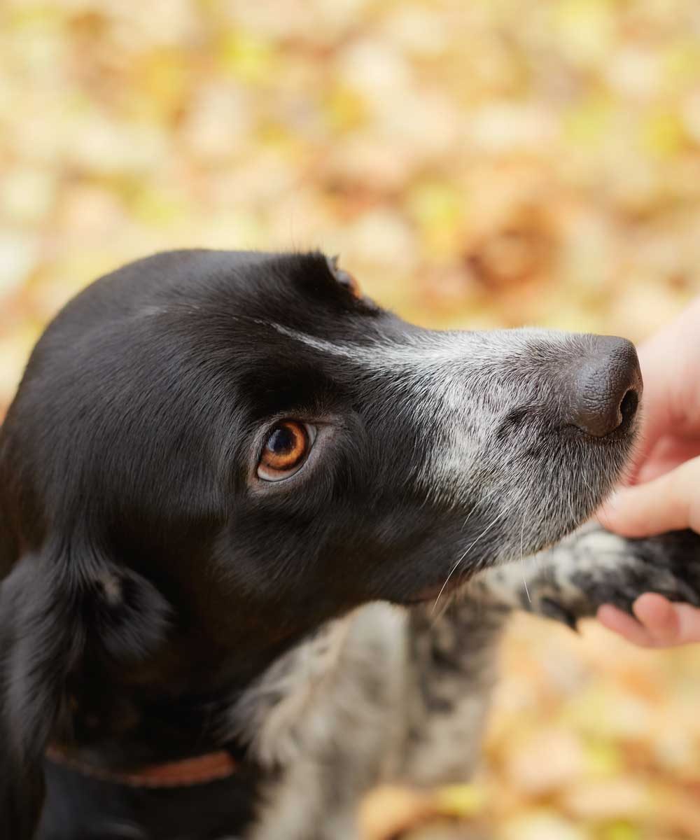 Aspen Reiki - Energy Work for Animals, Reiki for Pets, TCM, Animal Psychic