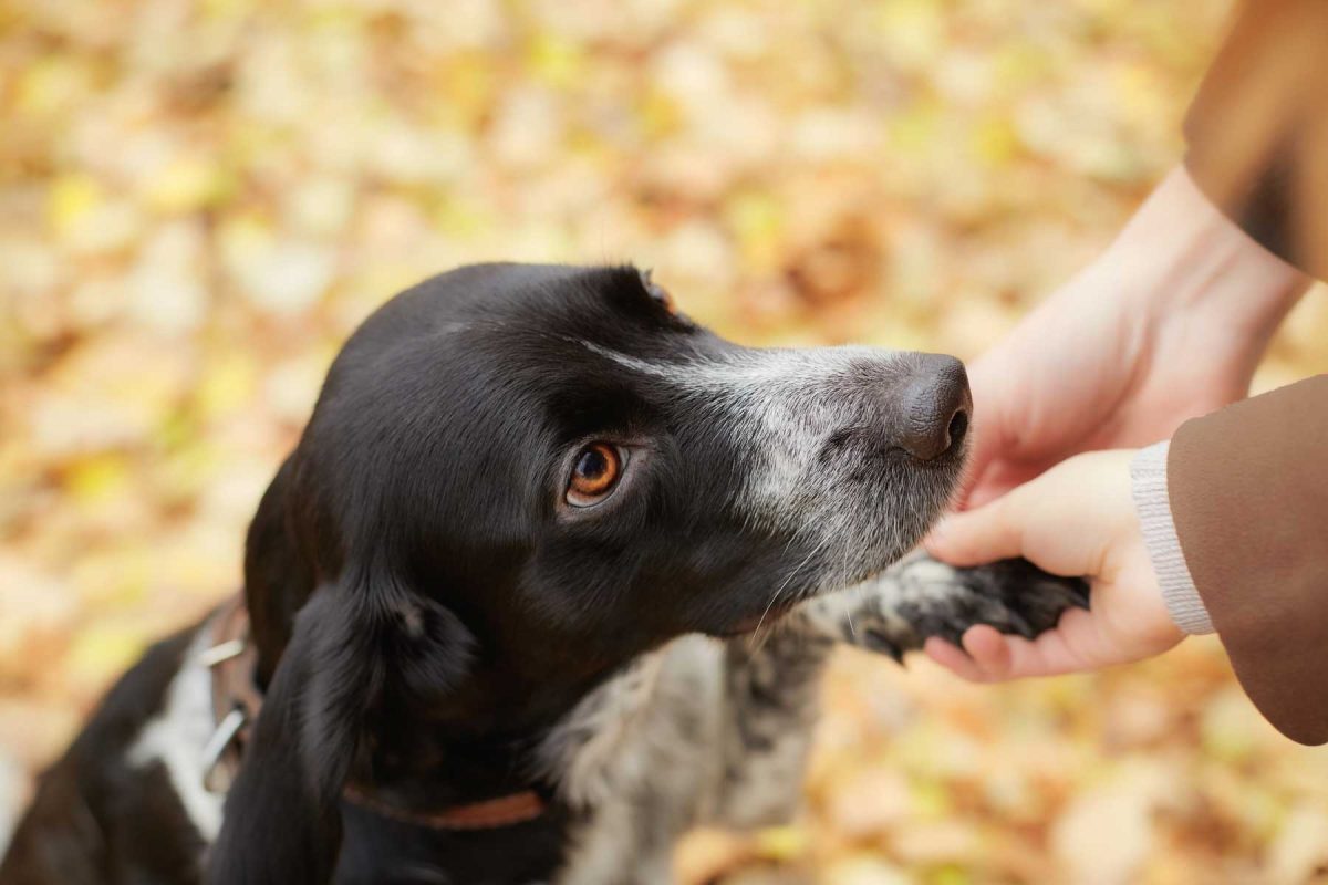 Aspen Reiki - Energy Work for Animals, Reiki for Pets, TCM, Animal Psychic